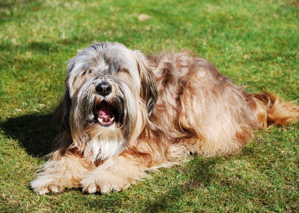 #18. Tibetan terrier (tie)